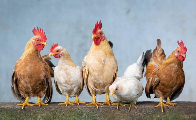 allevare le galline