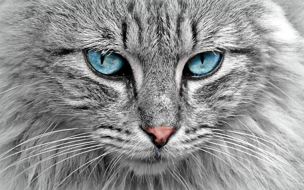 Cosa mangiano i gatti