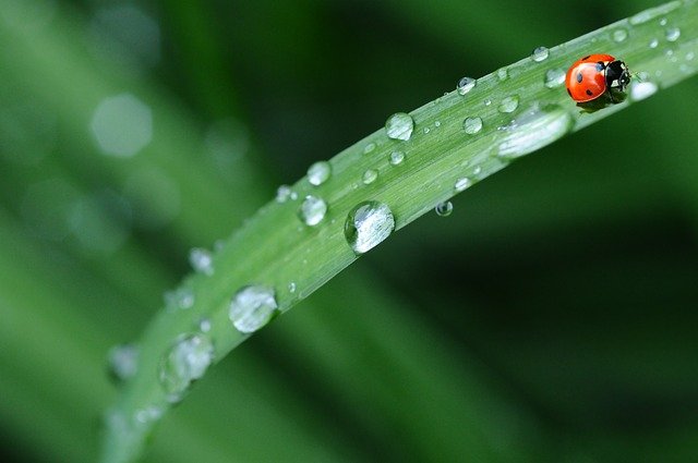 Coccinella