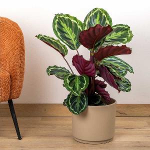 Calathea decorativa