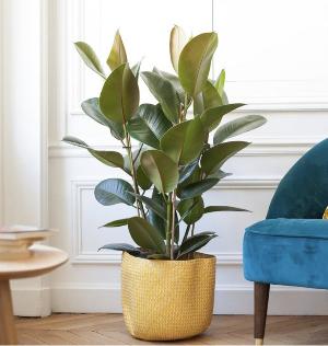 Ficus elastica decorativo