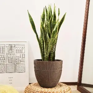 sansevieria decorativa
