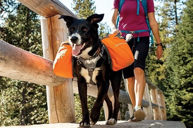 tasche per cani da trasporto